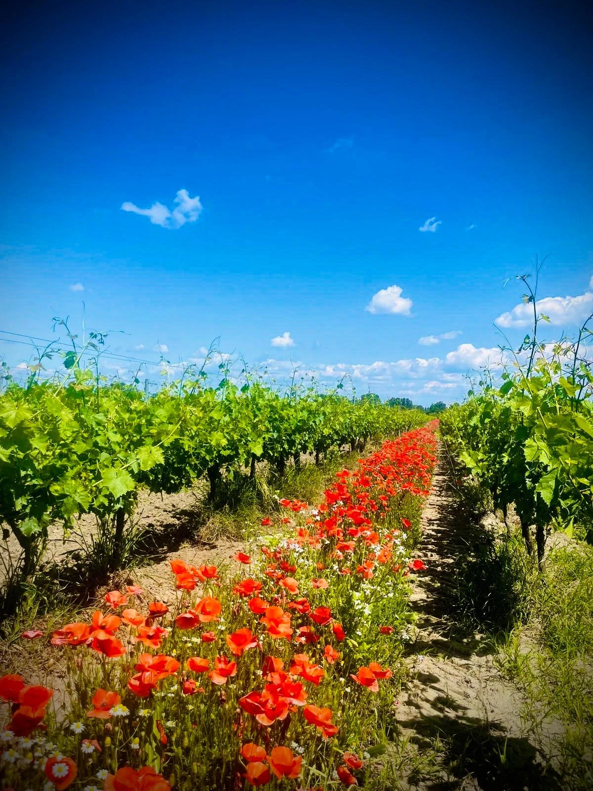 Domaine_de_Tavernel_II